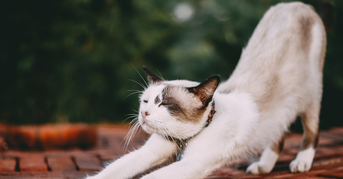 découvrez les bienfaits des étirements pour la flexibilité, la prévention des blessures et le bien-être général. explorez diverses techniques et routines pour améliorer votre santé physique et profiter d’un mode de vie plus actif.