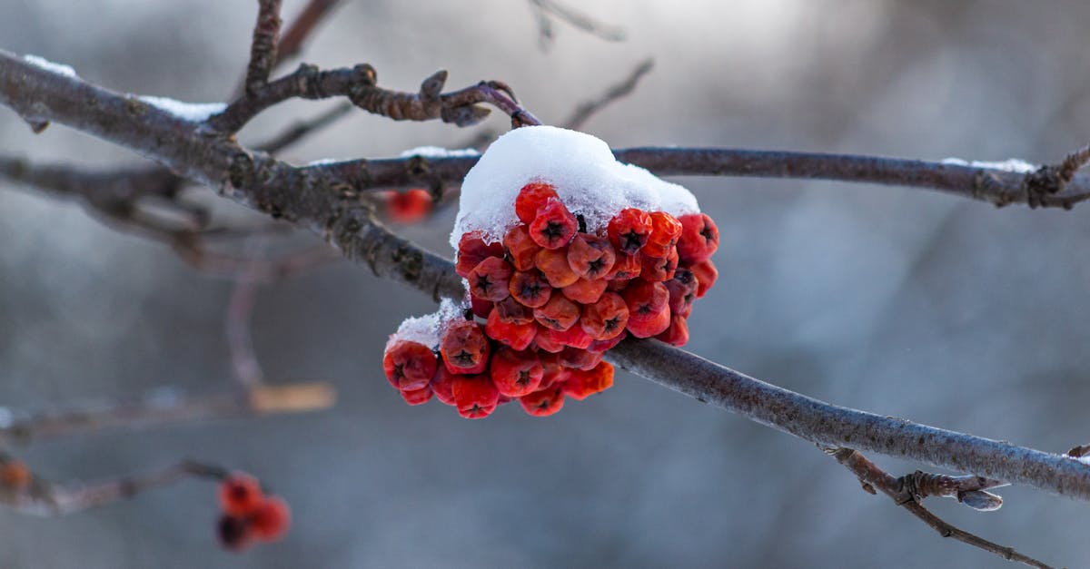 discover effective treatments and insights for frozen shoulder, a painful condition that restricts motion. learn about causes, symptoms, and therapeutic options to alleviate discomfort and regain mobility.