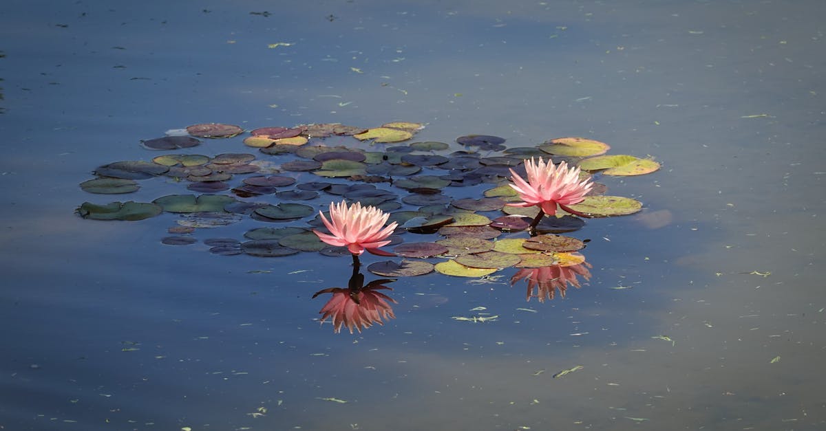 discover effective stress relief techniques to calm your mind and rejuvenate your spirit. explore methods ranging from mindfulness and meditation to physical activities and relaxation exercises that help you manage stress and enhance your overall well-being.