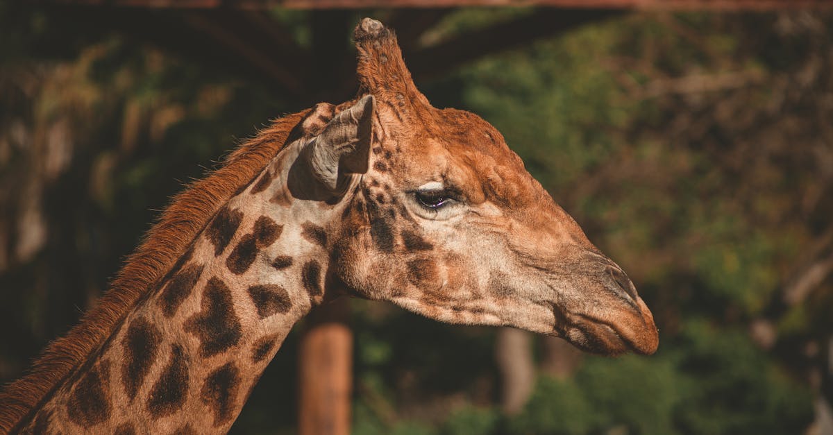 explore the importance of neck movement for overall health and flexibility. discover exercises, tips, and techniques to enhance neck mobility and alleviate discomfort.