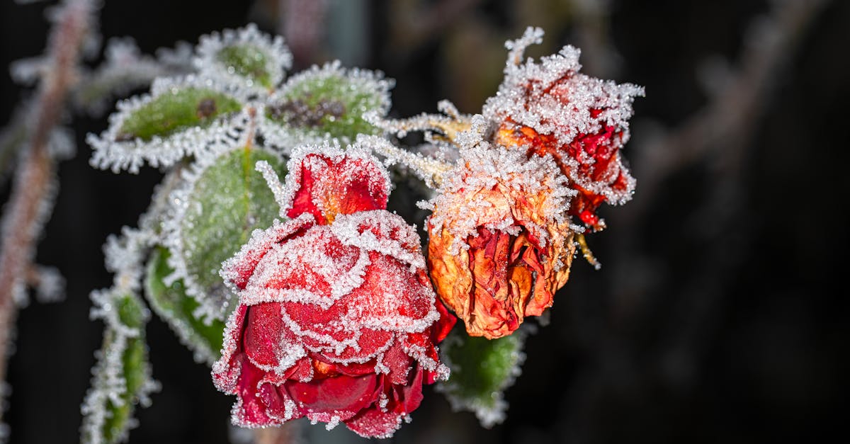 learn about frozen shoulder, a common condition characterized by stiffness and pain in the shoulder joint. discover its causes, symptoms, and effective treatment options to regain mobility and improve your quality of life.